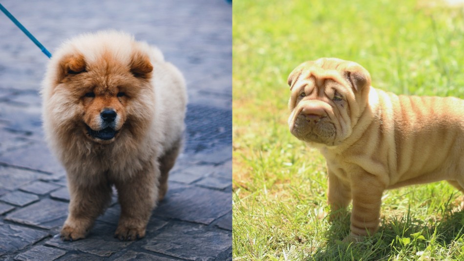 Perros domingueros: Estas son las razas más Perros domingueros: Estas son las razas más