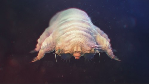 Parásitos en el rostro: Así es como puedes saber si es que hay ácaros en tu piel