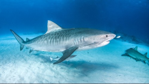 Turista italiano muere tras ser mordido por tiburón mientras se bañaba en turística isla de Colombia