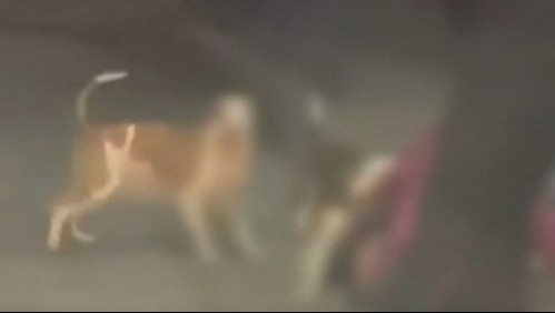 'Su intención era matarla': Hermana de la mujer que fue atacada por perros pitbull acusa al dueño del animal