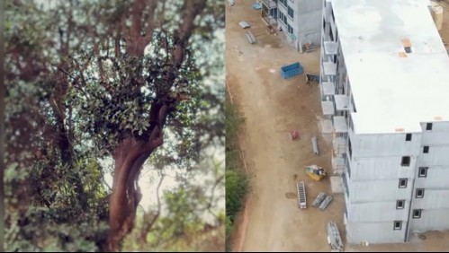 'Estábamos ilusionados': árboles protegidos detuvieron construcción de casas dirigidas a familias vulnerables