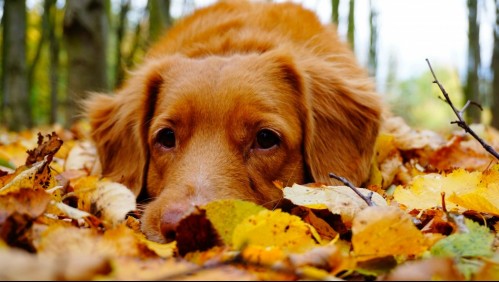 Comenzó el otoño y estas son 4 cosas que podrías hacer para cuidar a tu perro durante la estación
