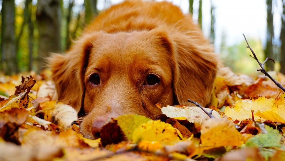 cuidados-perros-otono cuidados perros otoño