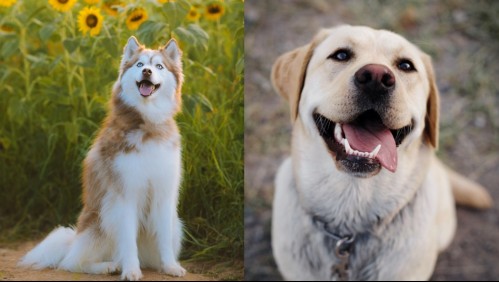 No ladran, gritan: Estas son las razas de perros más ruidosas
