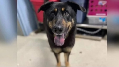 Perro fue abandonado porque creyeron que era 'gay' y terminó siendo adoptado por una pareja del mismo sexo