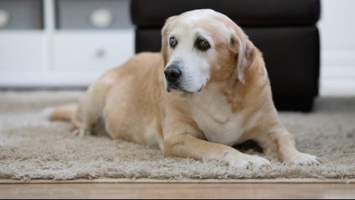 Demencia en perritos: Así es como puedes saber si tu mascota sufre de esta condición