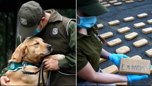 Gracias al perro Frodo: Carabineros incauta 89 millones de pesos en drogas en la región de Atacama