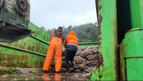 Sernapesca detecta cargamento de almejas extraídas en zona cerrada por marea roja