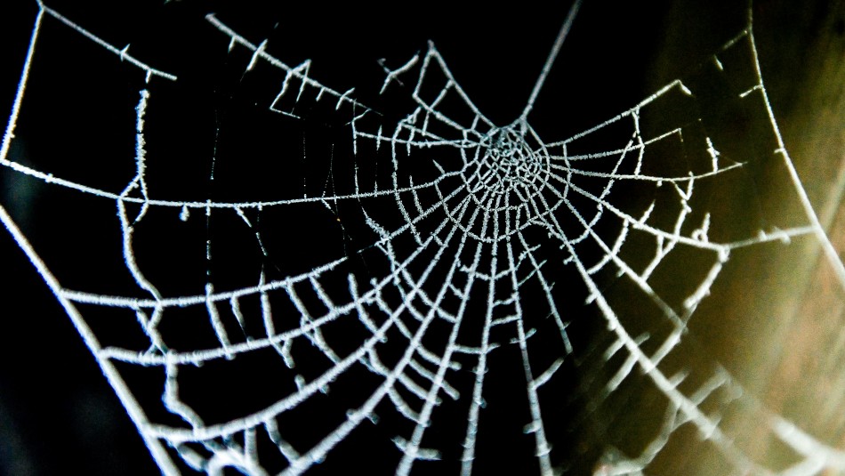 Esta es la nueva araña descubierta en Sudamérica: Dispone de ocho ojos