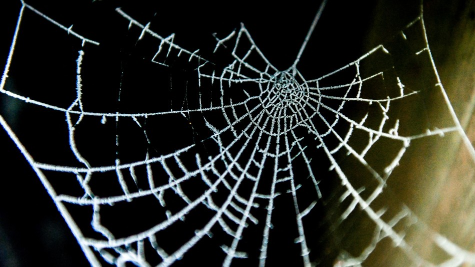 Esta es la nueva araña descubierta en Sudamérica: Dispone de ocho ojos Esta es la nueva araña descubierta en Sudamérica: Dispone de ocho ojos
