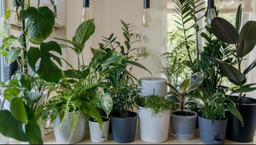 Lo afirma la ciencia: Estas son las plantas que pueden limpiar el aire de tu hogar