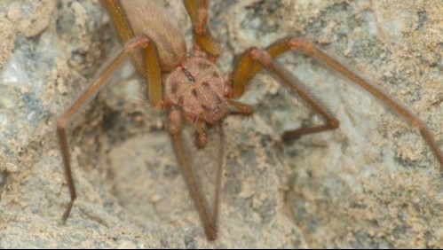 Joven chileno de 16 años descubre una nueva especie de araña de rincón