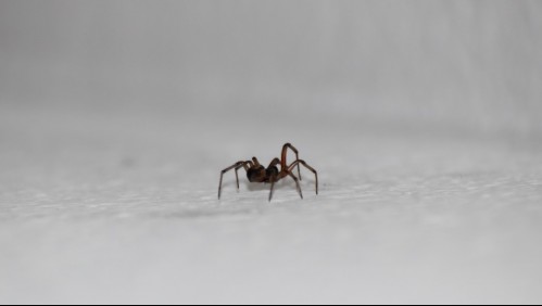 Mantén las arañas fuera de tu hogar con estos 3 trucos