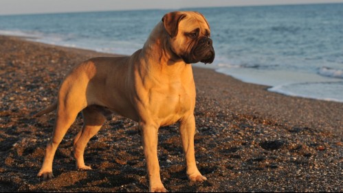 Son verdaderos protectores: Estas son 6 razas de perros considerados los mejores guardianes