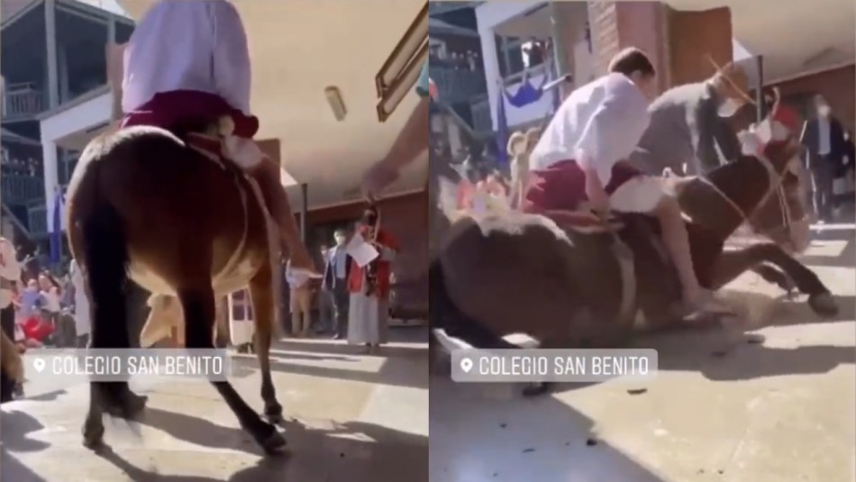 En acto de Semana Santa: denuncian maltrato animal contra un burro en un colegio de Vitacura