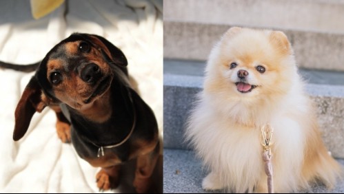 Estas son las 6 razas de perros que viven por más tiempo