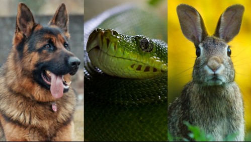 Detienen a hombre por congelar más de 180 animales en el garage de su casa: Algunos de ellos estaban vivos