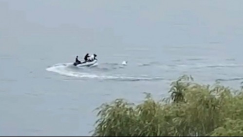 Video muestra a grupo de personas en lancha que hostiga a un cisne de cuello negro en lago Vichuquén