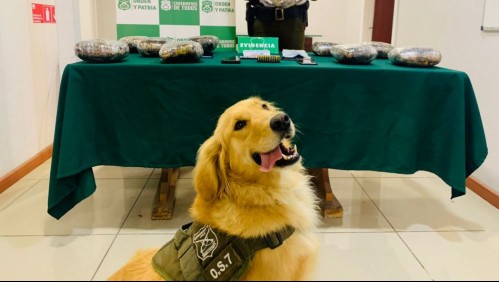 Perro de Carabineros encontró droga en un bus interprovincial: Permitió incautar más de 11 kilos de marihuana
