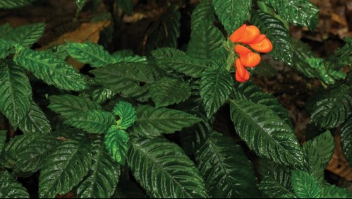 No se veía desde 1985: Científicos redescubren flor que se pensaba extinta en Ecuador