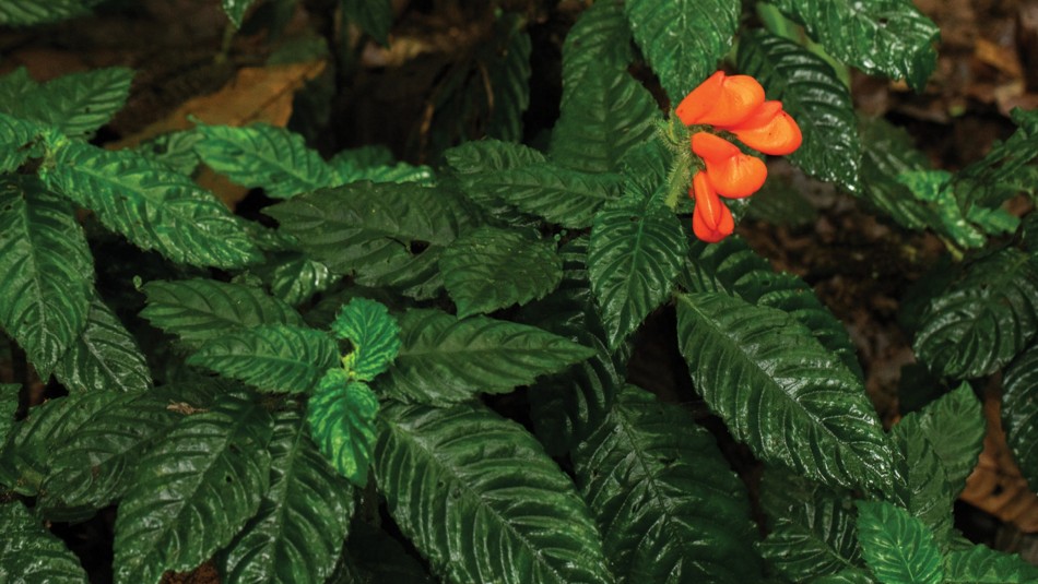 gasteranthus-extinctus gasteranthus extinctus