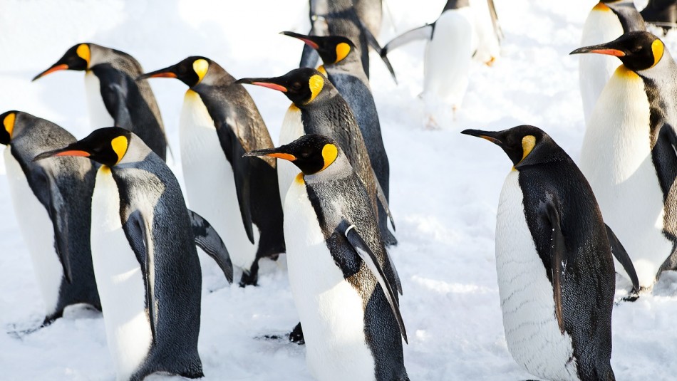 Cerca de $2 millones al mes: La oferta de trabajo de una ONG que consiste en contar pingüinos en la Antártida