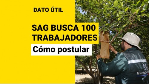 No es necesario título profesional: Así puedes postular a ofertas laborales del SAG para el control de mosca de la fruta