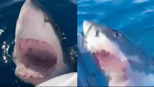 'Trató de destrozar el motor': Familia vive momentos de terror por tiburón que atacó el bote donde pescaban
