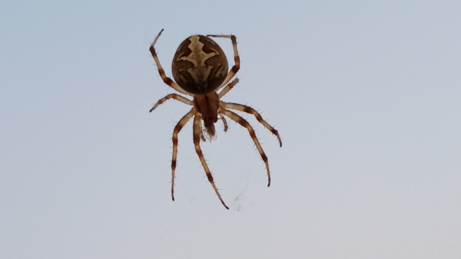 3 trucos que te ayudarán a mantener las arañas fuera de tu hogar -  Meganoticias