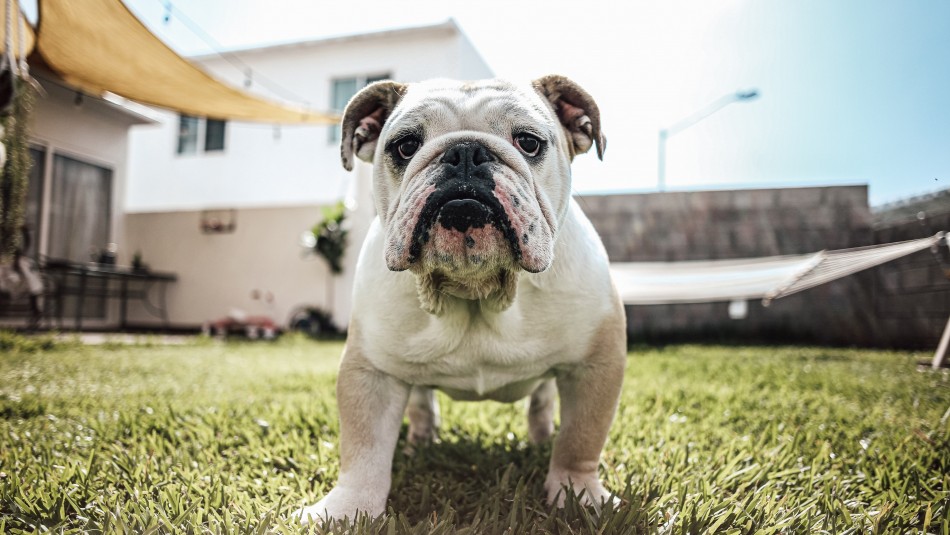 perros-babosos perros babosos