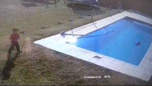 'Un verdadero héroe': Niño de 5 años se lanza a una piscina para salvar a su perro que se estaba ahogando