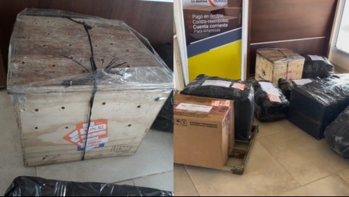 Se escuchaban extraños ruidos que venían desde una caja: Denuncian que gato fue enviado como encomienda