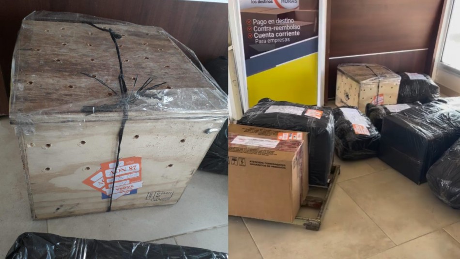gato-en-caja Se escuchaban extraños ruidos que venían desde una caja: Denuncian que gato fue enviado como encomienda