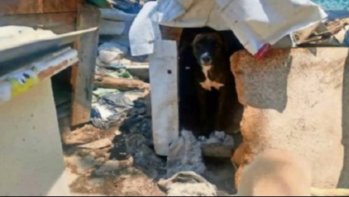 Dos hombres criaban perros para luego matarlos y hacer tacos: Tenían 40 animales en cautiverio al ser descubiertos