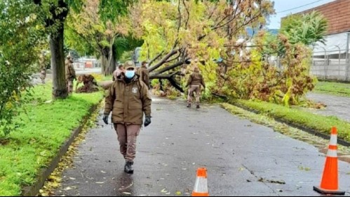 Árbol que cayó sobre el tendido eléctrico fue lo que ocasionó la muerte de una persona en Villarrica