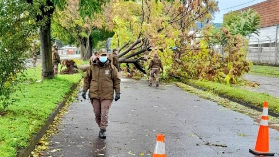 Árbol que cayó sobre el tendido eléctrico fue lo que ocasionó la muerte de una persona en Villarrica