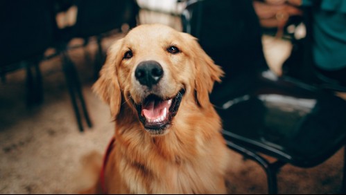 'Arma las maletas y ándate de casa': cancela matrimonio porque la novia puso en peligro al perro en despedida de soltera