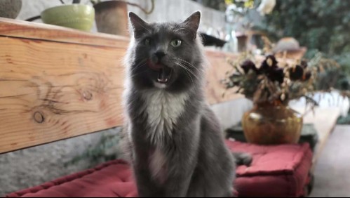 Dueño denunció en Sosafe que su gato podría tener dos casas: 'Llega siempre perfumado y con rouge'