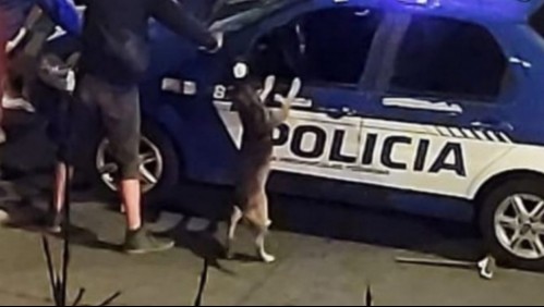 'Firulais y su pandilla': Un perro se viralizó al poner sus patas en una patrulla durante un operativo policial