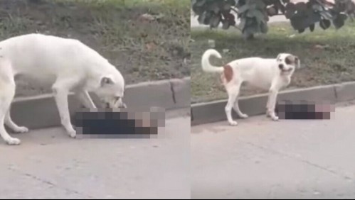 'No se da por vencido': Perrito lucha por reanimar a su 'compañero' que fue atropellado