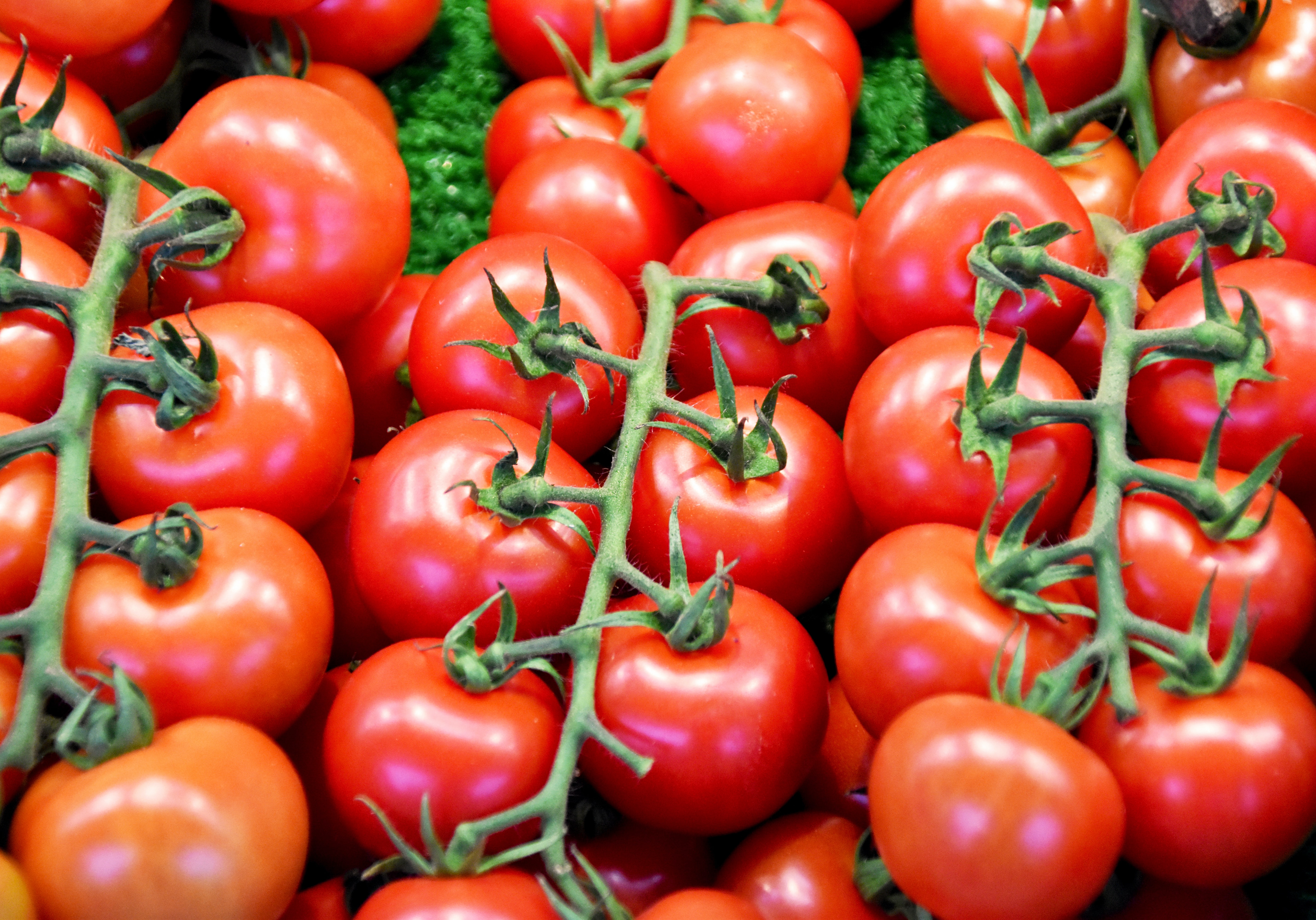 Купить томаты от производителя. Красивые помидоры. Помидоры сладкие. ГМО томаты. Томаты грунтовые.