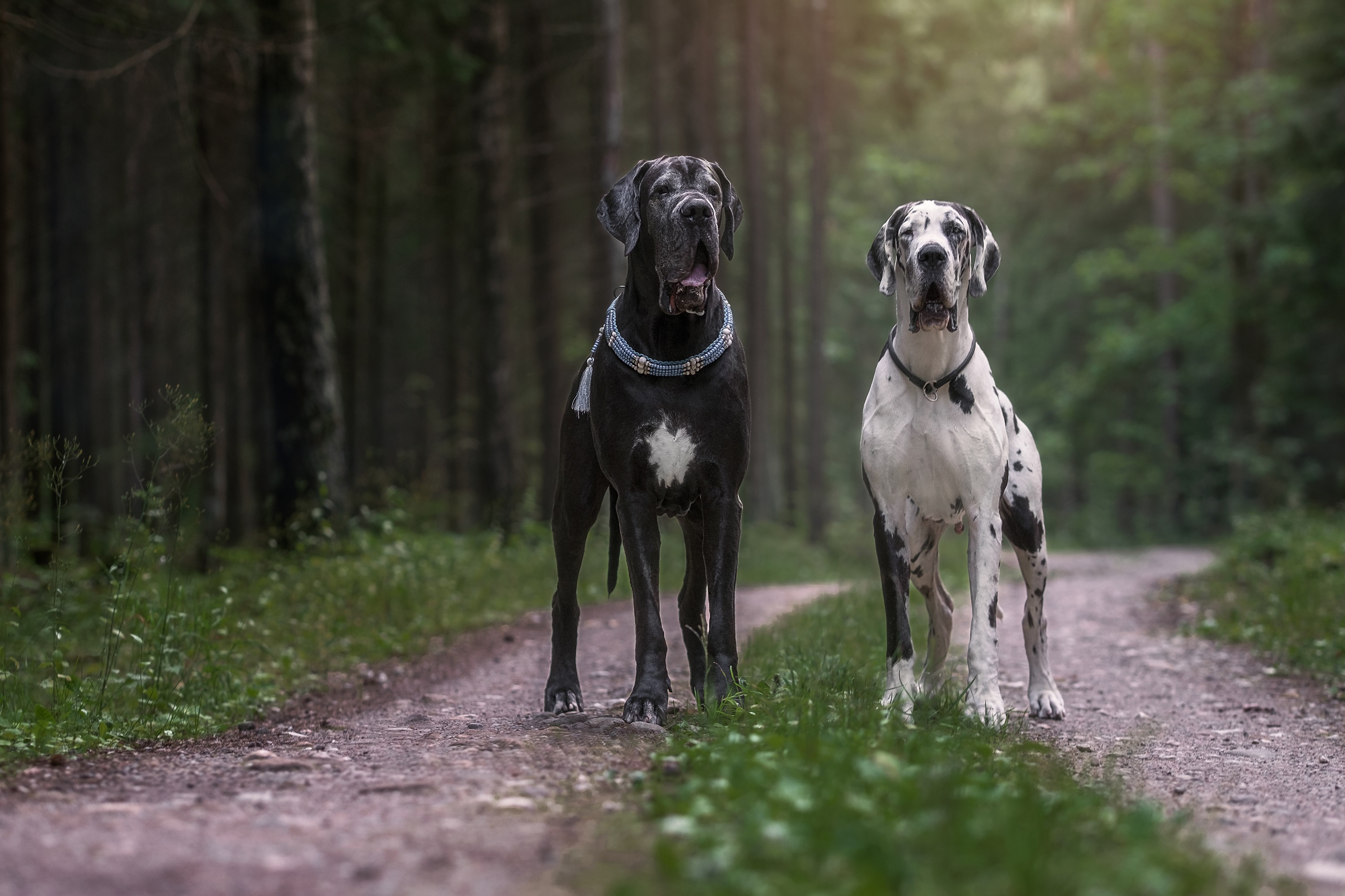 Perros de raza Gran Danés