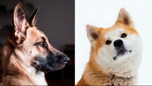 Son fieles compañeros: Estas son 6 razas de perros reconocidas como las más leales del mundo