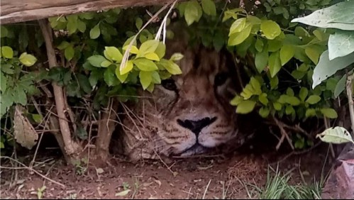 Alerta en pueblo de Kenia por león suelto en barrio residencial: Resultó ser una bolsa