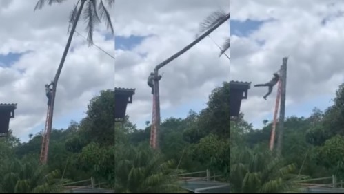 Video muestra a jardinero a punto de caer al vacío mientras cortaba una palmera de 27 metros