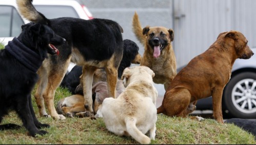Someten a eutanasia a siete perros que atacaron a adulta mayor que falleció a causa de las lesiones