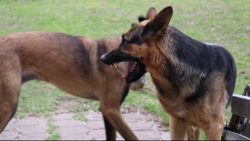 Adulta mayor muere de una infección tras ser atacada por sus siete perros en Casablanca