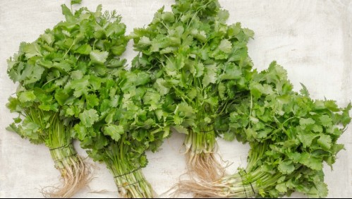 ¿Cómo se puede guardar el cilantro para que se mantenga fresco por más tiempo?