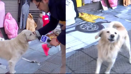 [VIDEO] 'Chuch... me ladró': Periodista de Mucho Gusto vive chascarro al 'entrevistar' a perro mientras buscaba a Popy