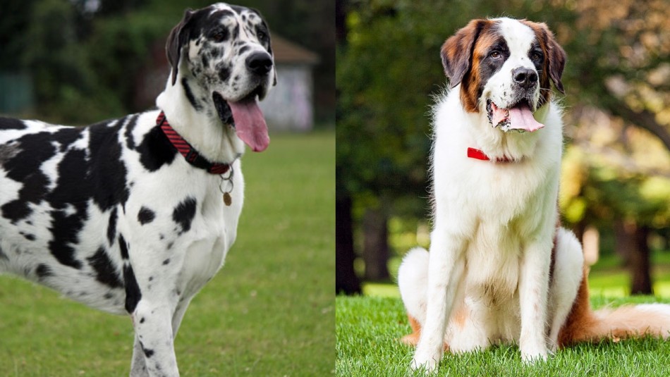 razas de perros más grandes